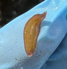 Glossiphoniidae
