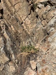 Scrophularia desertorum