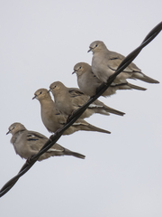 Columbina picui picui