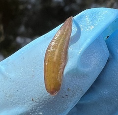 Glossiphoniidae