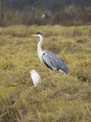 Ardea cocoi