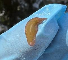 Glossiphoniidae