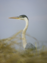 Ardea cocoi