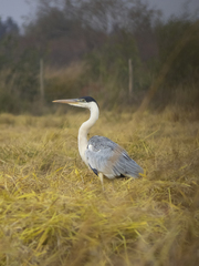 Ardea cocoi