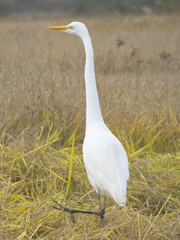 Ardea alba