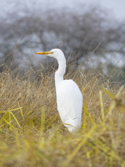 Ardea alba