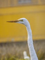 Ardea alba