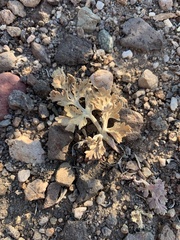 Cymopterus