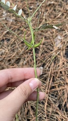 Tephrosia virginiana