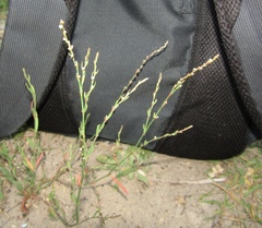 Polygonum novoascanicum