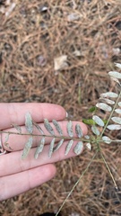 Tephrosia virginiana