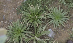 Plantago coronopus