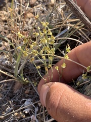 Eriogonum nidularium