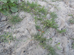 Polygonum novoascanicum