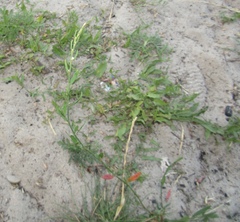 Polygonum novoascanicum