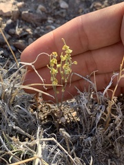 Eriogonum nidularium