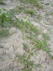 Polygonum novoascanicum