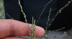 Polygonum novoascanicum