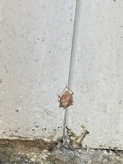 Dendrocoris humeralis