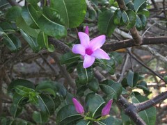 Cryptostegia madagascariensis