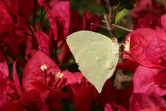 Phoebis neocypris
