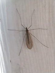 Trichocera annulata