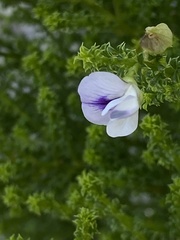 Psoralea aculeata