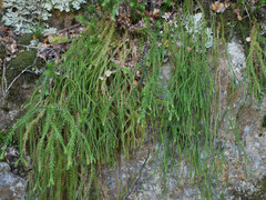 Phlegmariurus varius