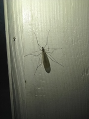 Trichocera annulata