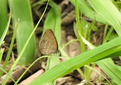 Hermeuptychia hermes
