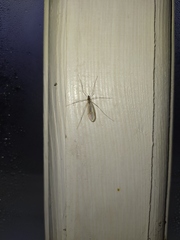 Trichocera annulata