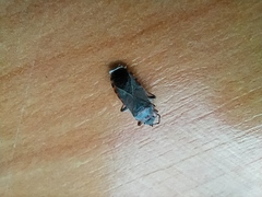 Arocatus melanocephalus