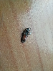 Arocatus melanocephalus