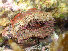 Bunodosoma californica