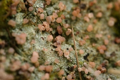 Ostropomycetidae