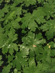 Geranium macrorrhizum