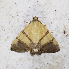 Eulepidotis julianata