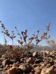 Phacelia monoensis