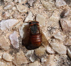 Icteranthidium ferrugineum