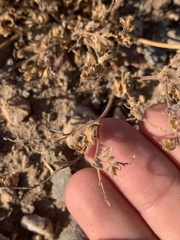 Phacelia monoensis