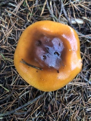 Cortinarius mucosus