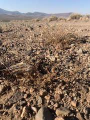 Phacelia monoensis
