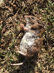 Peromyscus leucopus