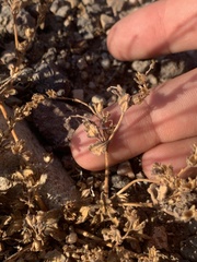 Phacelia monoensis