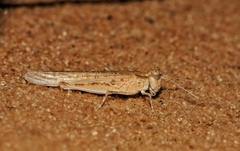 Hyalorrhipis