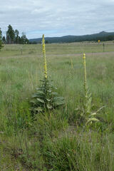 Verbascum thapsus