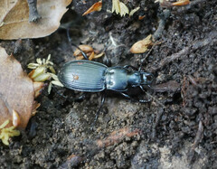 Plocamostethus planiusculus