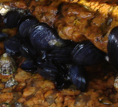 Mytilus edulis
