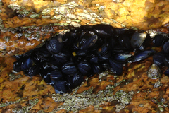 Mytilus edulis