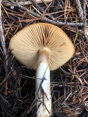 Cortinarius mucosus